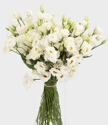 Букет из 25 Эустом (Лизиатус) 7342