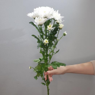 Хризантема кустовая МИКС ПОШТУЧНО N 19