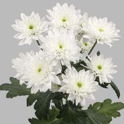 Хризантема кустовая МИКС ПОШТУЧНО N 19