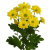 Хризантема кустовая МИКС ПОШТУЧНО арт. 19